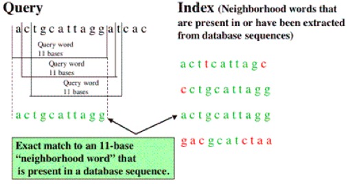 BLAST Algorithm