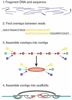 Genome Assembly Overview