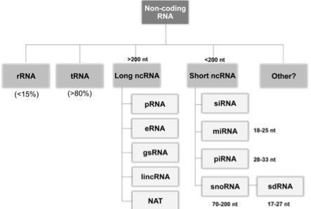 Non-Coding RNA