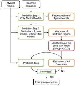 GeneMark Models