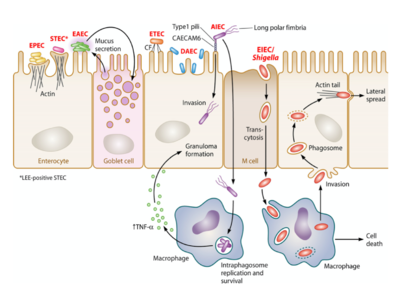 Figure 2: Sites and Mechanisms of Colonization