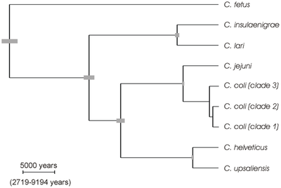 Campylobacter spp. Phylogeny