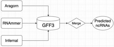 Merge ncRNAs