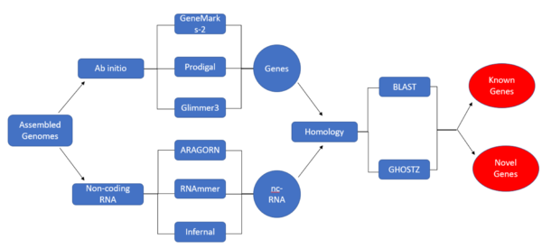 Initial Pipeline