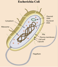 Figure 1: Escherichia coli