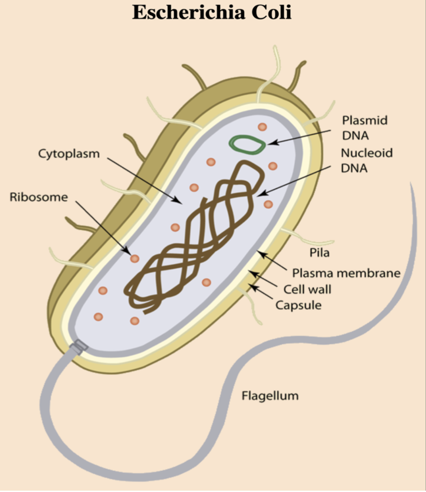 Figure 1: Escherichia coli